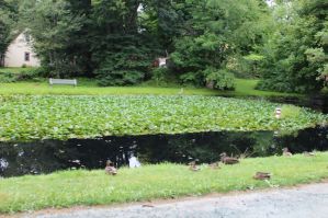 The Linden Lea duck pond. Photo: Halifax Examiner