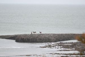 显然有一家鹿被困在了邓恩岩上。图片:Karen Morley通过《安纳波利斯旁观者报》