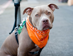 戴着围巾的斗牛犬，作者(图片来源:维基共享的阿尔蒙罗斯)