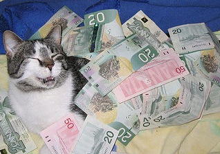 一只猫快乐地滚去钱。