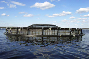 照片：Blair Davis通过FriendsofportMoutonbay.ca