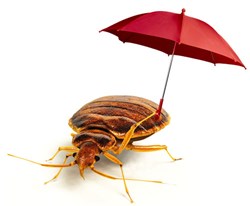 gi_86216_bed_bug_resistant_to_pesticide.