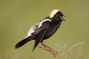 bobolink。照片：audubon.org.