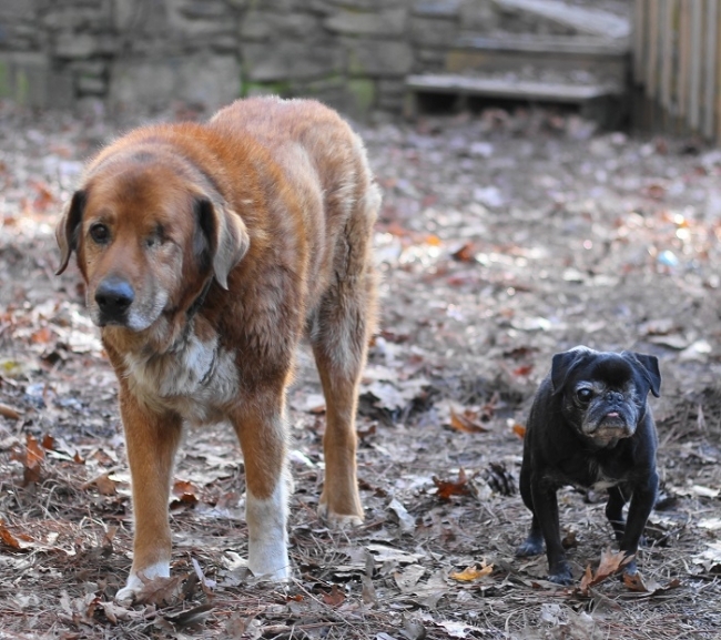 old-friends-senior-dog-sanctuary