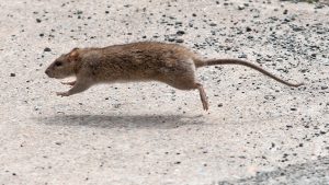 一只老鼠在哈利法克斯春天花园路的旧图书馆附近跑来跑去。杰夫•哈珀的地铁。