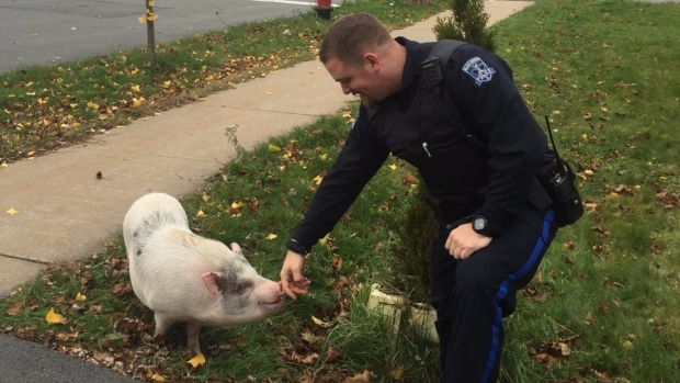 const-cody-schultz-halifax-regional-police