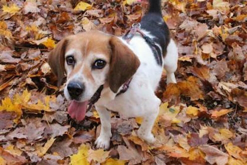 通过哈利法克斯动物保护协会网站