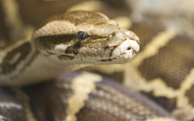 图片来源:圣地亚哥射手Flickr通过Compfight cc