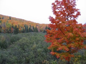 连绵起伏的山丘上有壮观的秋叶。