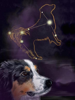 大犬星座的图片，一只狗在前景。