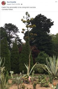 哈利法克斯龙舌兰照片与报价。