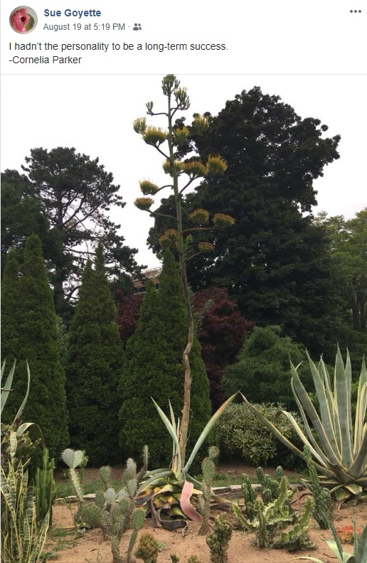 照片的哈利法克斯龙舌兰引用。