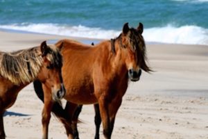 一张塞布尔岛上两匹马的照片，也许是小马。它们看着摄像机，都是赭色的，但其中一只的鬃毛是深棕色的，另一只则是金黄色的。在它们后面，你可以看到米色的沙子和深蓝色的海洋，白色的小波浪在拍打。