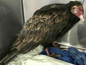 桌上有一只土耳其秃鹫