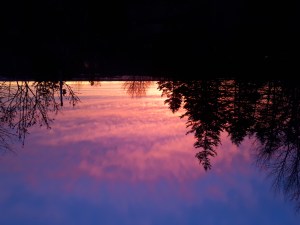 美丽的日落和树木。