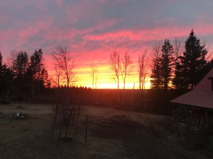 美丽的日落和树木。