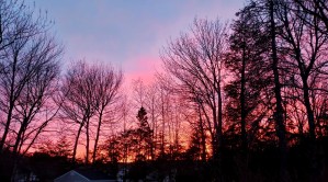 美丽的日落和树木