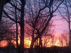 美丽的日落和树木。