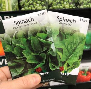 手拿两包菠菜籽