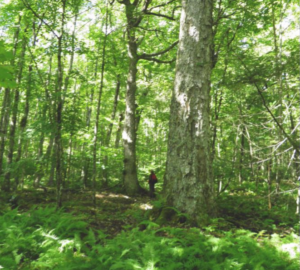 安纳波利斯县一片美丽茂盛的森林中的一棵老树。