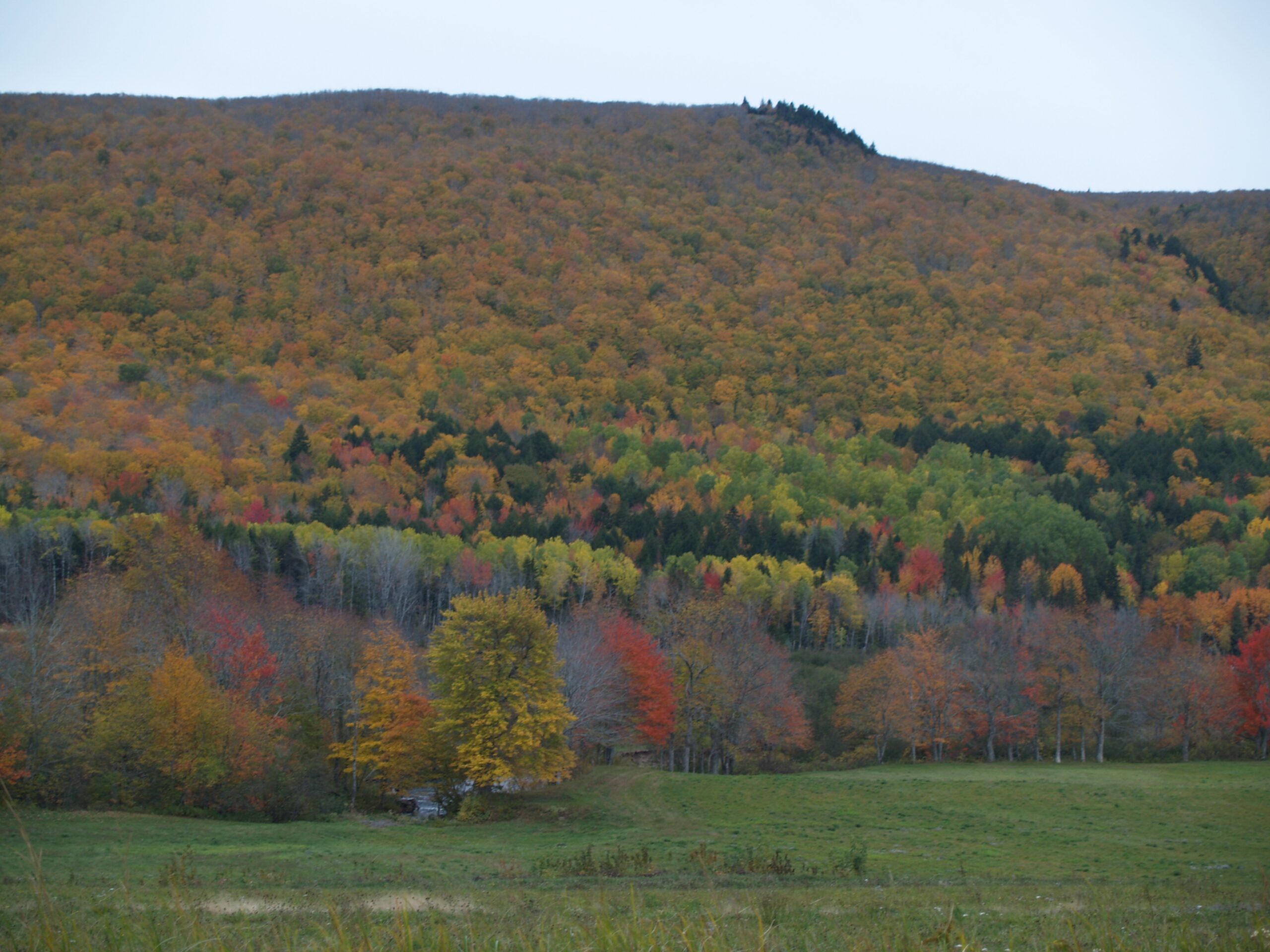 秋天树叶在温带森林高头，温特沃斯，新斯科舍。照片Joan Baxter.
