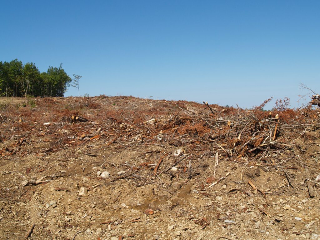 斯巴迪国家公园附近的清楚，新不伦瑞克。照片:琼巴克斯特