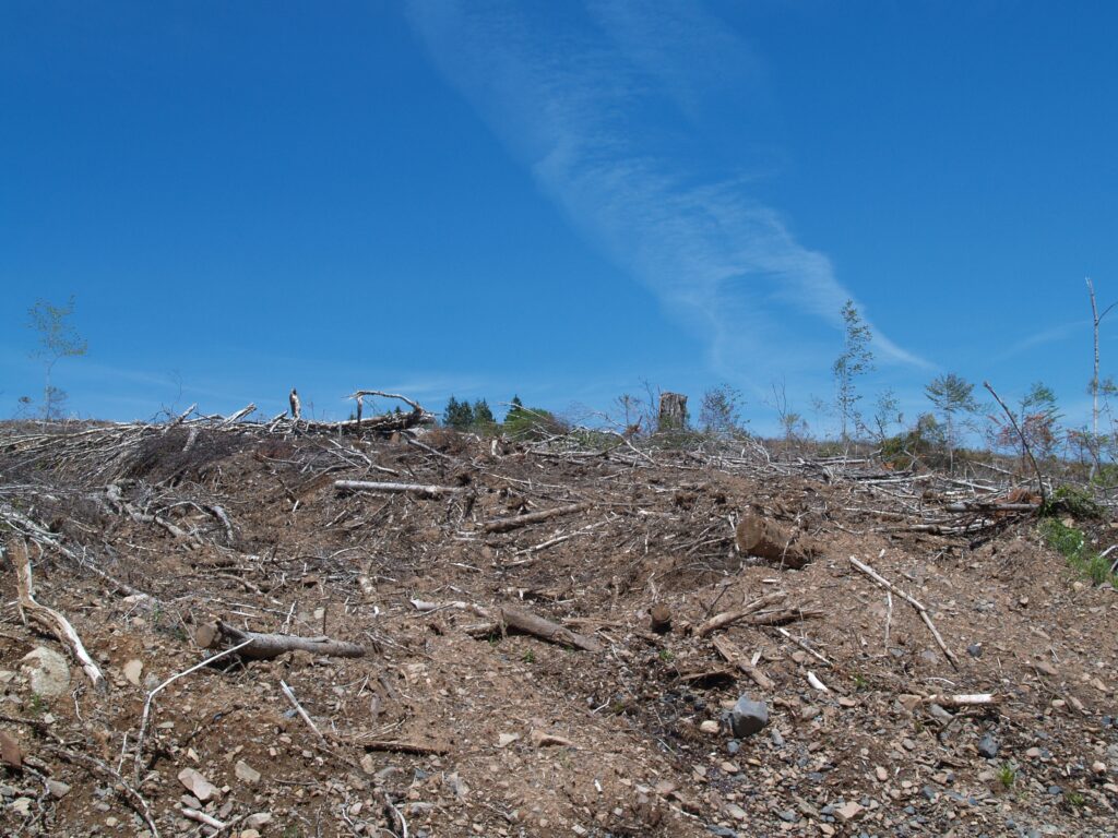 新斯科舍巴斯河附近的空地。照片:琼巴克斯特