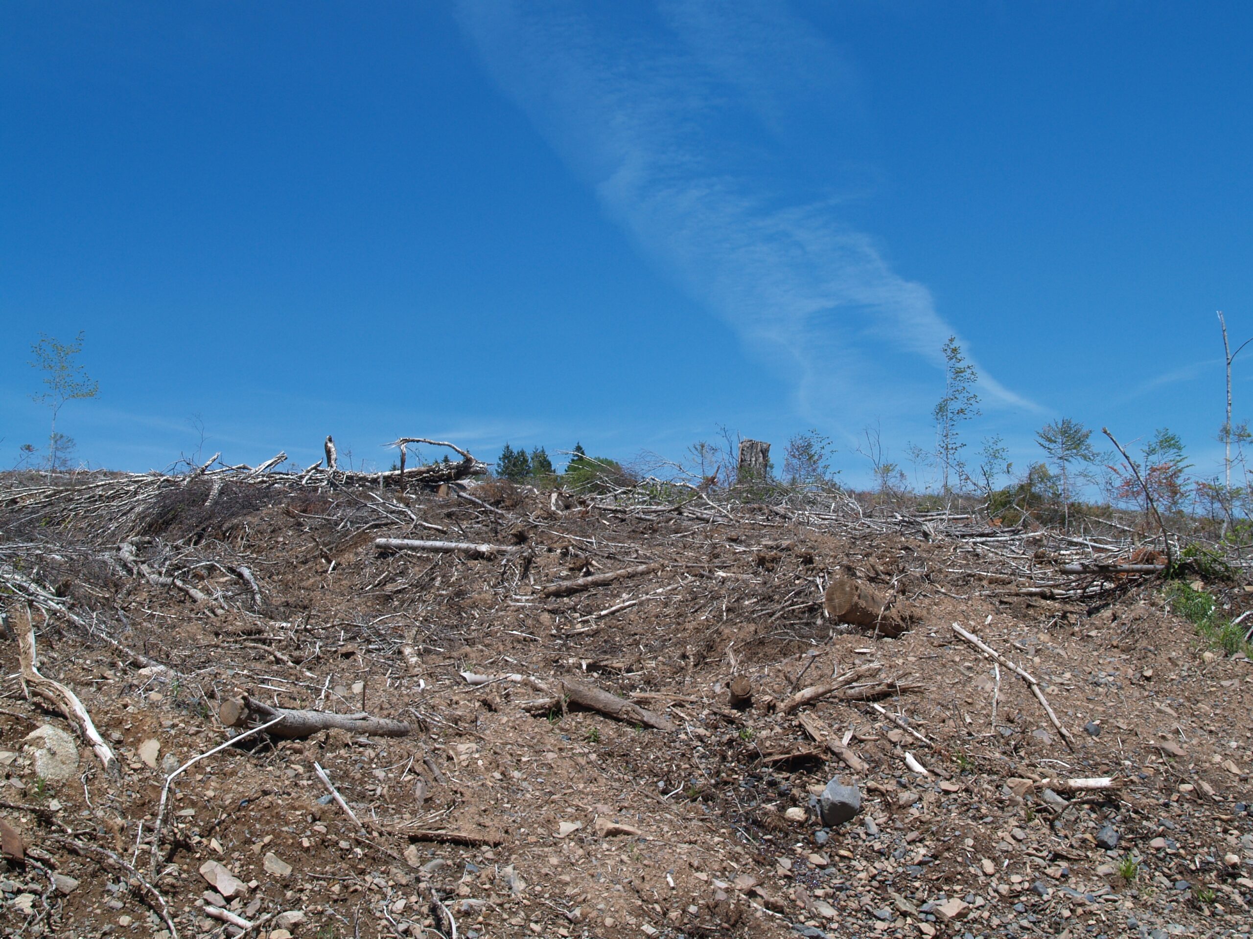 新斯科舍巴斯河附近的空地。照片:琼巴克斯特