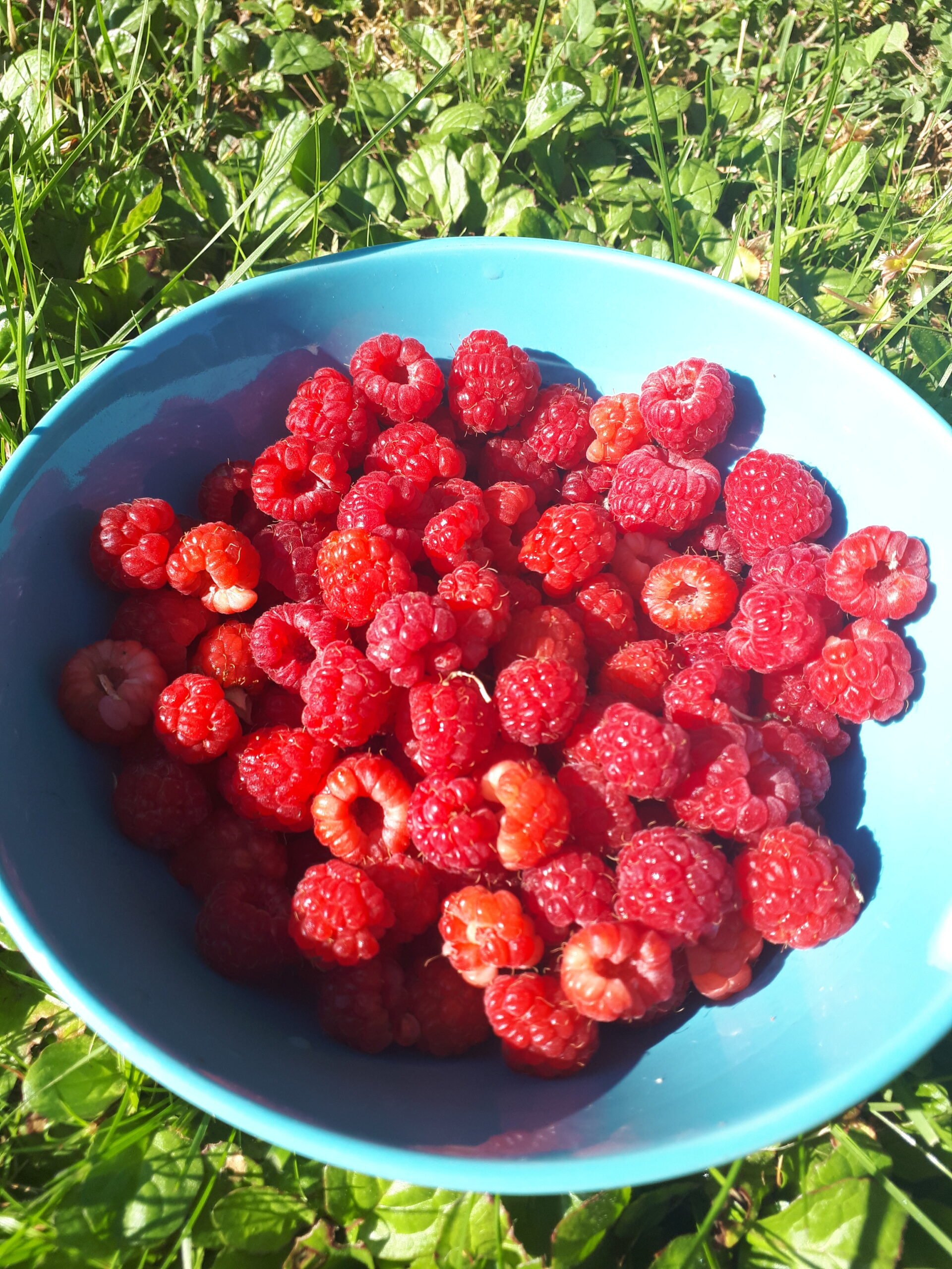 碗用新近地采摘的覆盆子