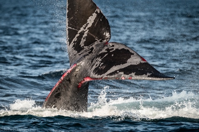 当露脊鲸潜入水下时，可以看到它的尾巴。我们可以看到鱼钩缠在尾巴上造成的撕裂。