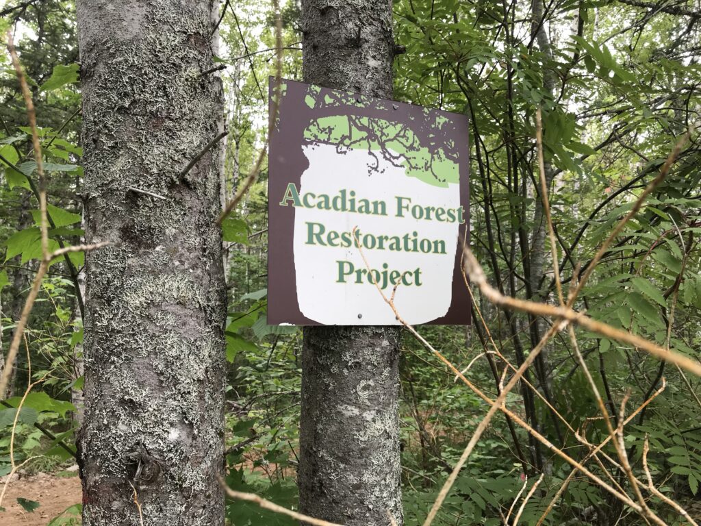 道格·坎普(Doug Kemp)正在他的土地上修复80英亩阿卡迪亚森林(Acadian Forest)，使用杰米·辛普森(Jamie SImpson)关于这个主题的书作为他的“圣经”。照片:琼巴克斯特