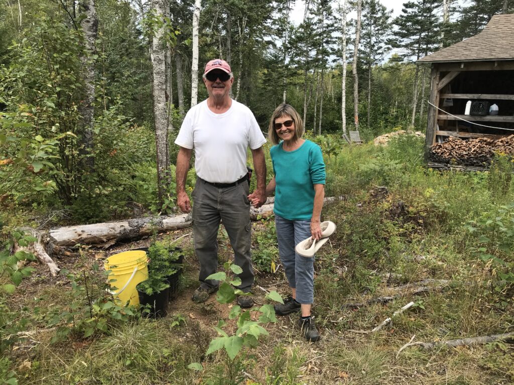 Doug和Pat Kemp与幼苗在他们的Acadian Forest Restoration项目中。照片:琼巴克斯特