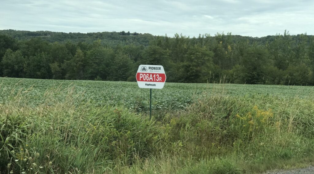 草甘膦登录玉米田国王县。照片:琼巴克斯特