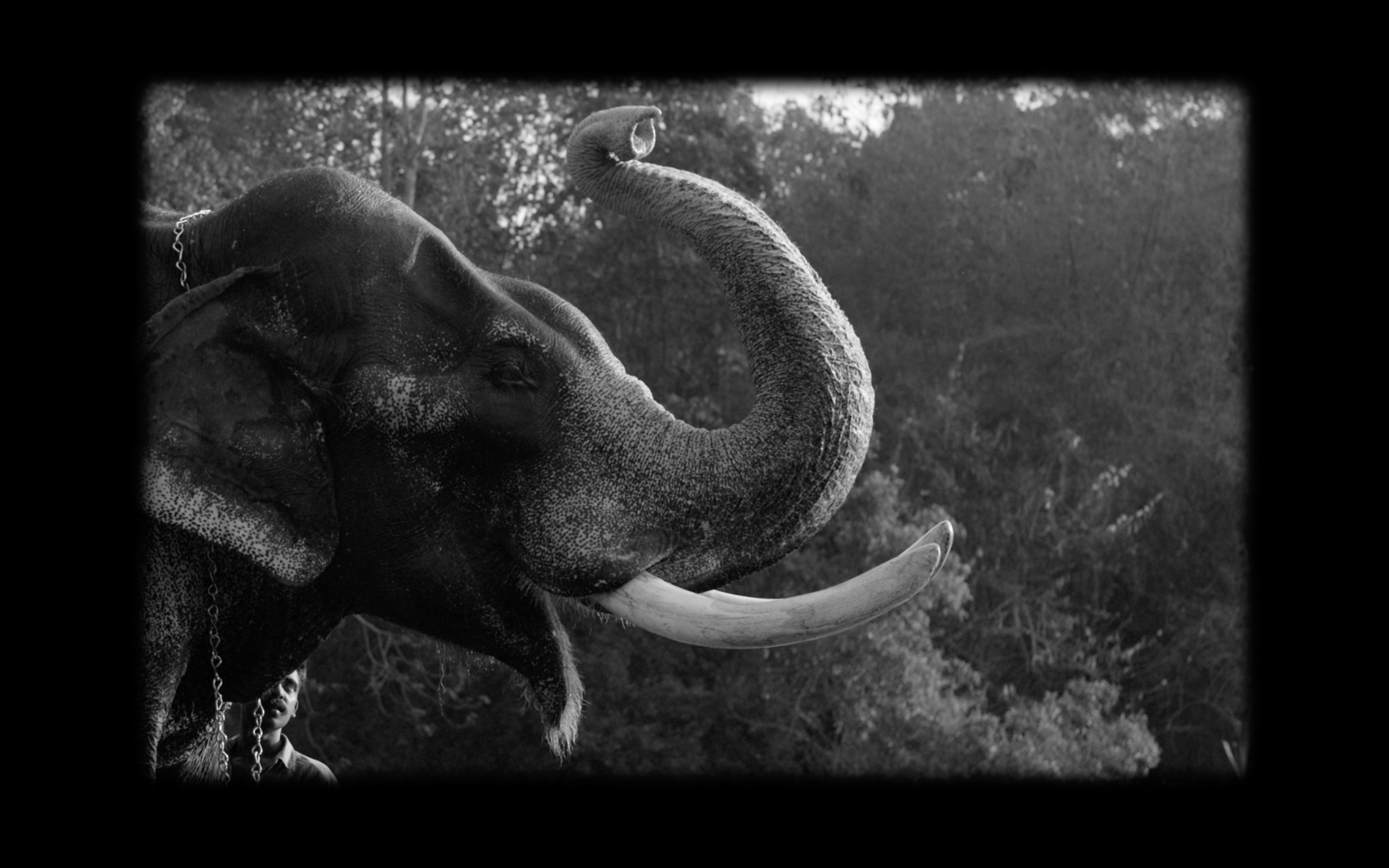 黑白图像，一只大象的鼻子在空中，一个人站在它旁边。