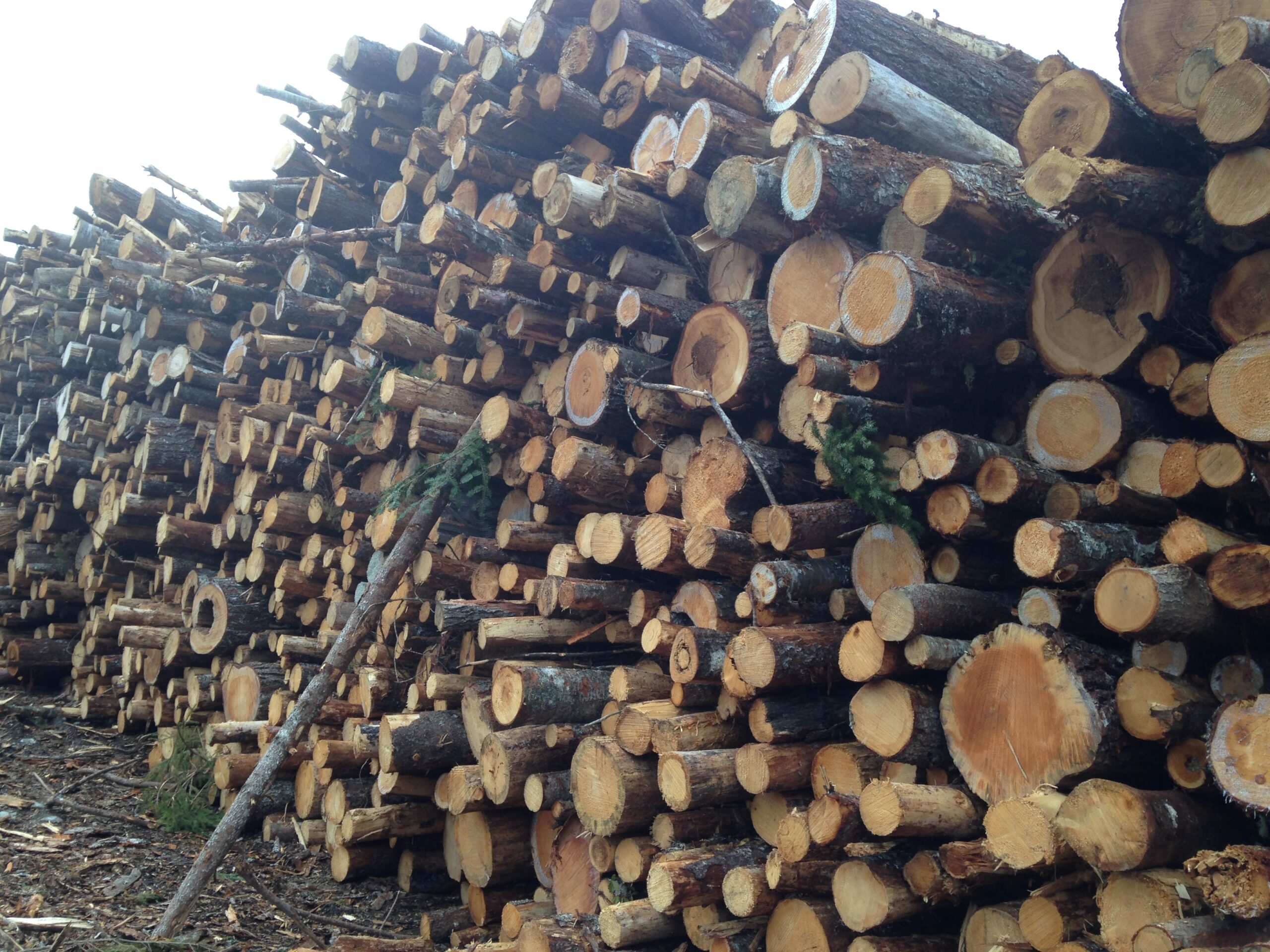 一大堆被砍倒的树。