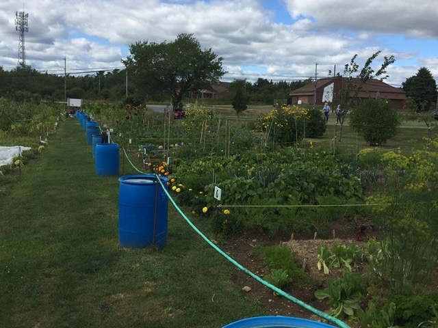 带雨桶的花园床