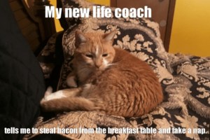 一只姜黄色的猫躺在沙发上，上面的文字写着:我的新生活教练告诉我从早餐桌上偷咸肉，然后打个盹。