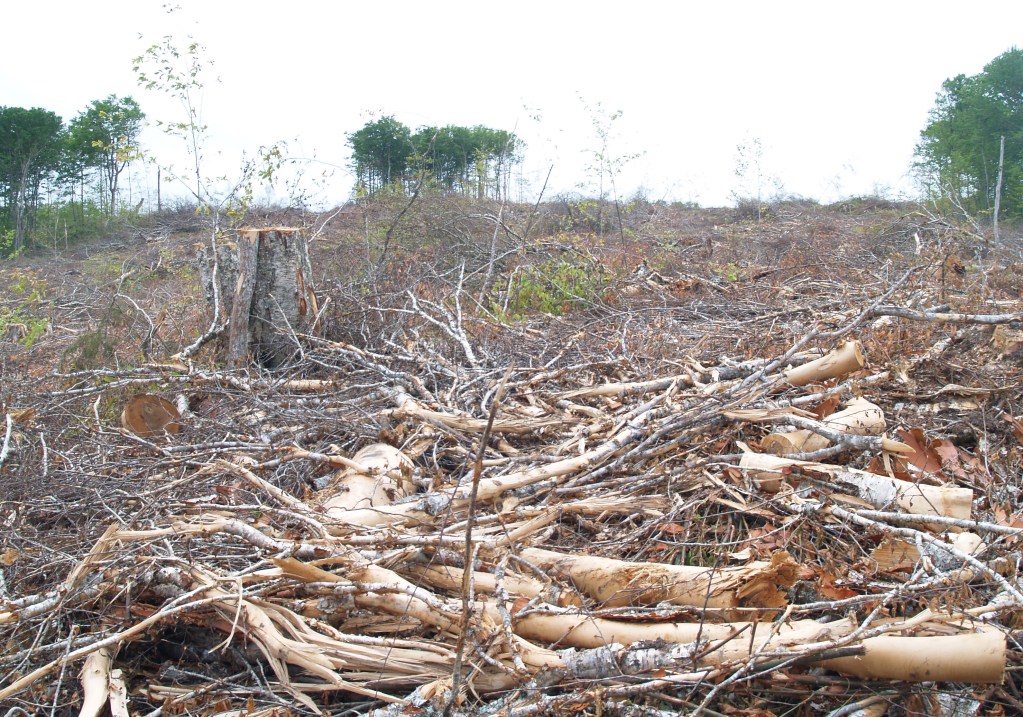 Wentworth Valley的北纸浆清算