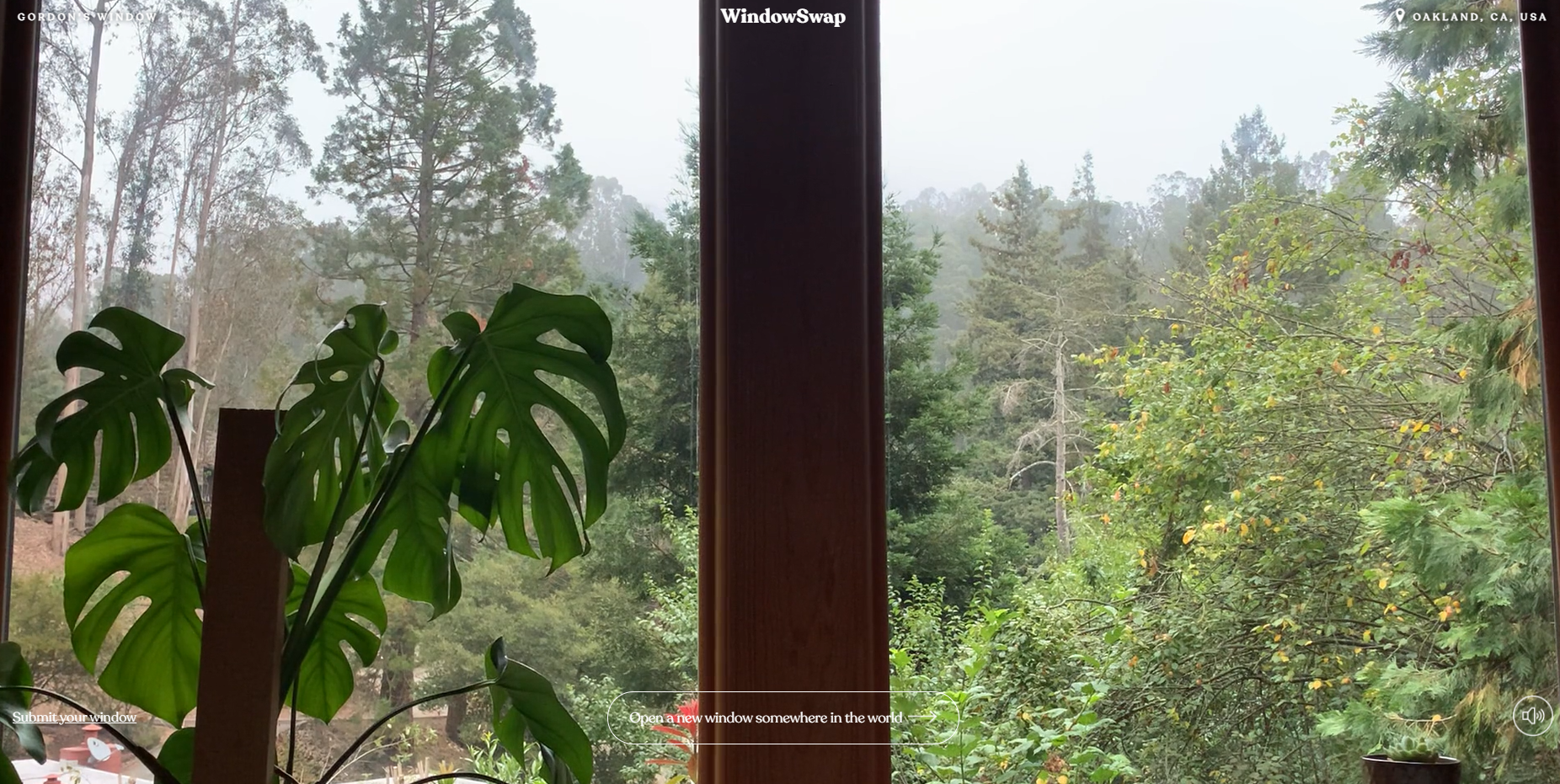 透过窗户可以看到郁郁葱葱的后院。