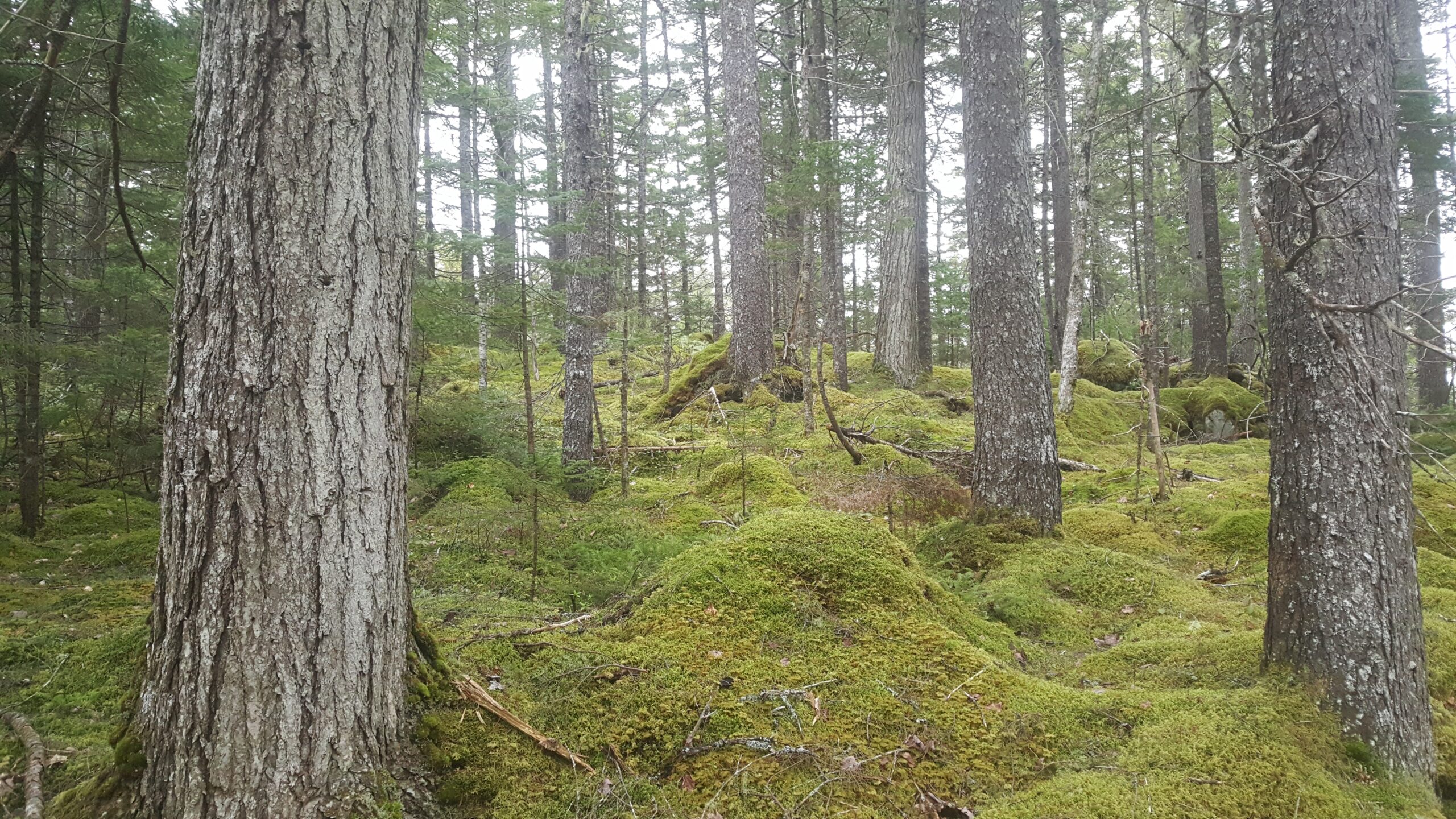新斯科舍省古老森林的照片，包括一棵超过400岁的铁杉树。有几棵树扎根在长满苔藓的圆形小山丘上。