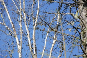 光秃秃的树枝和一只鸟。