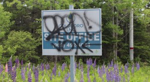 一个喷绘着涂鸦的路标矗立在一片高大的草地和紫色的羽扇豆上。