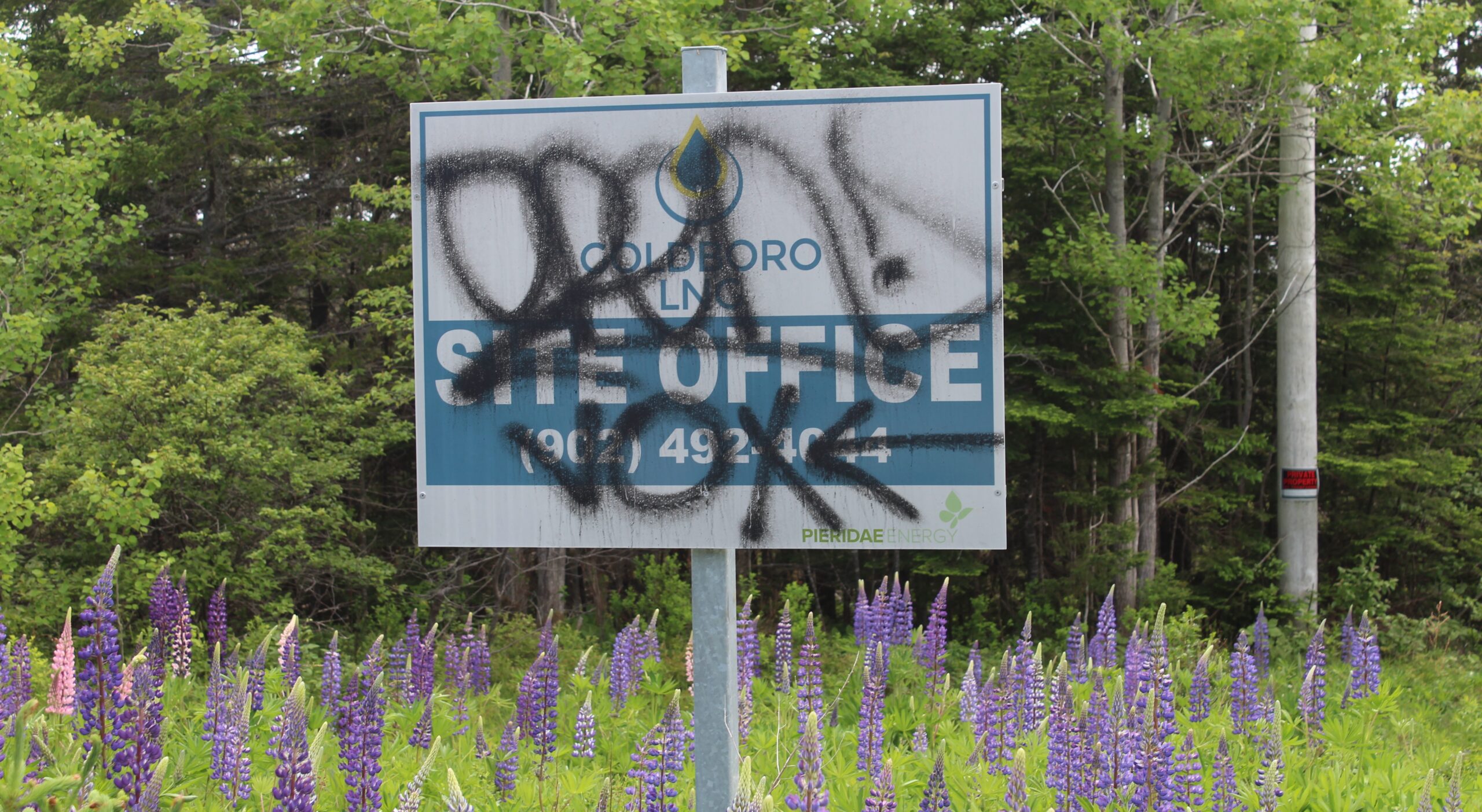 位于新斯科舍省东岸的Pieridae能源公司Goldboro基地办公室的照片。照片显示了一个标牌，上面写着Goldboro LNG、现场办公室和一个电话号码，上面涂满了黑色涂鸦。标志牌立在一片长满紫色羽扇豆和大树的田野里。