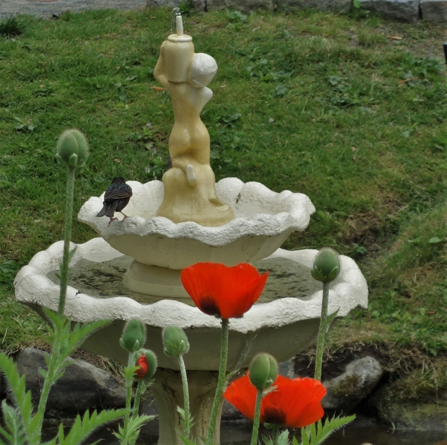 有拿着水罐的裸体妇女的喷泉，与在前景的明亮的红色鸦片