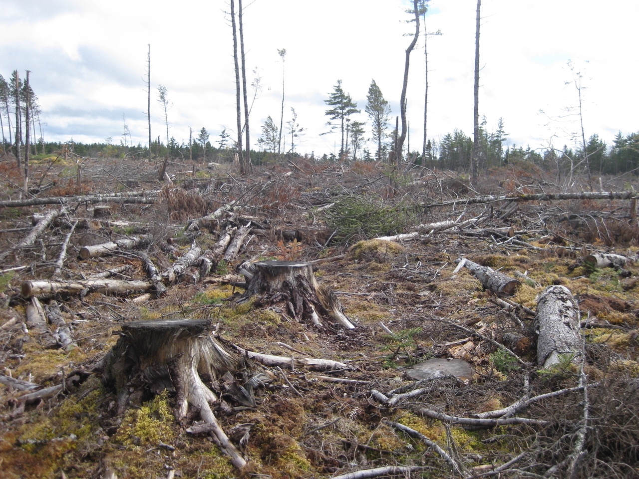 照片上的破坏后留下的一个明确的砍伐。这里有大树的树桩，被链锯的热量烧焦了，还有一英里长的树木被压碎了。只剩下几棵被剥落的针叶树和细长的树干。