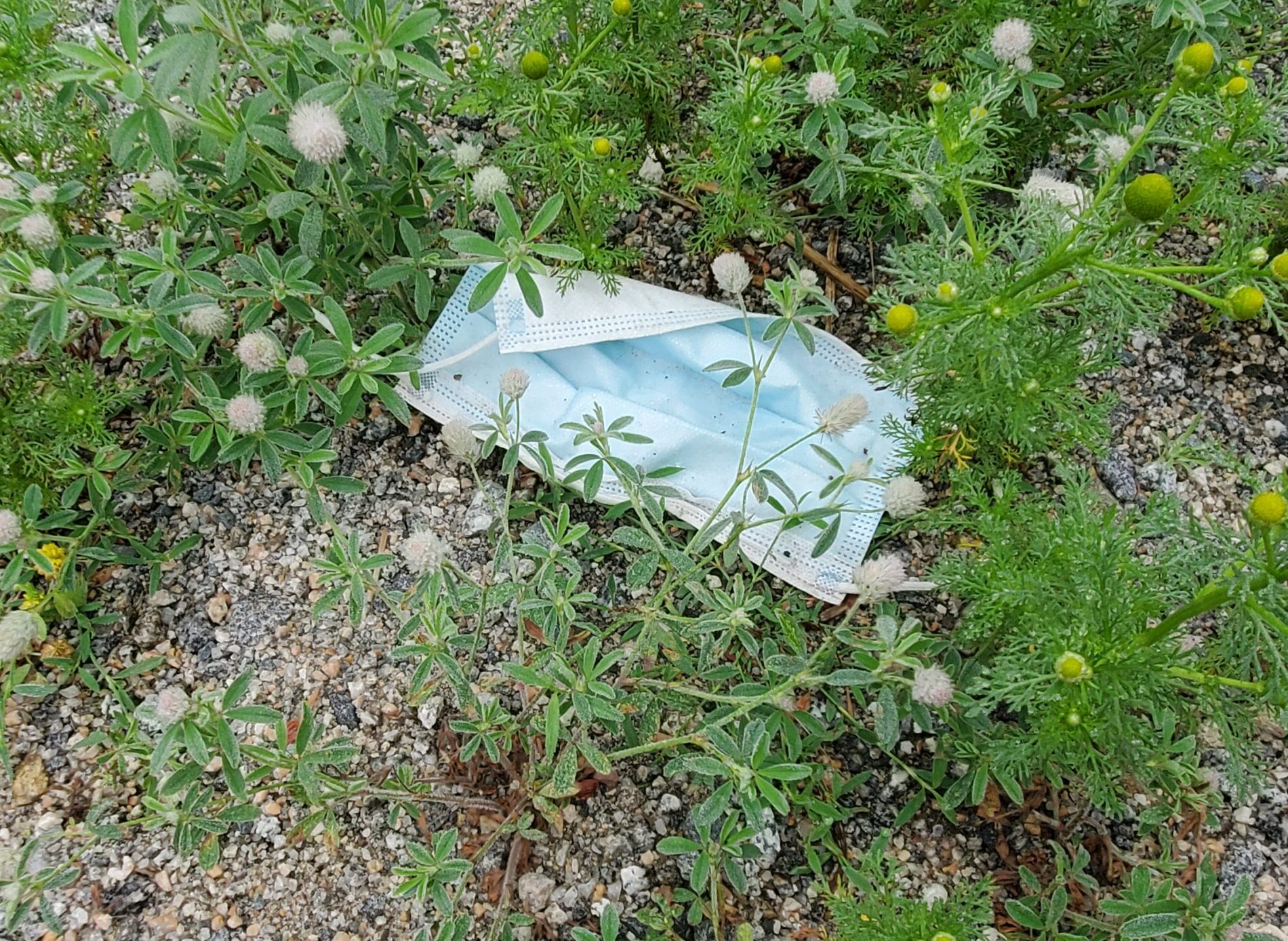 丢弃的医用口罩躺在地上，草丛中。