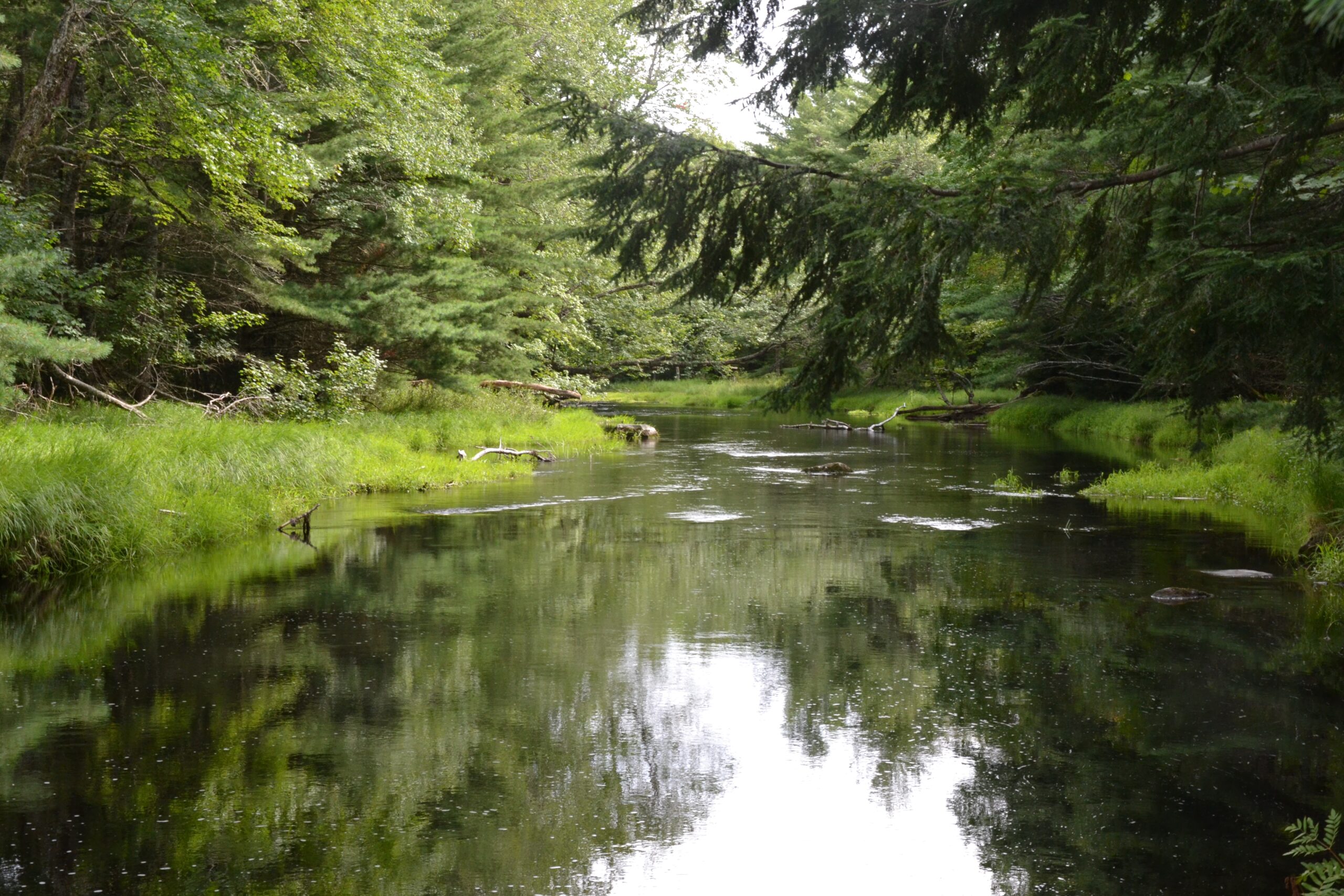 慢动移动的小河的田园诗般的图象与靠近银行的树和树肢体悬垂。