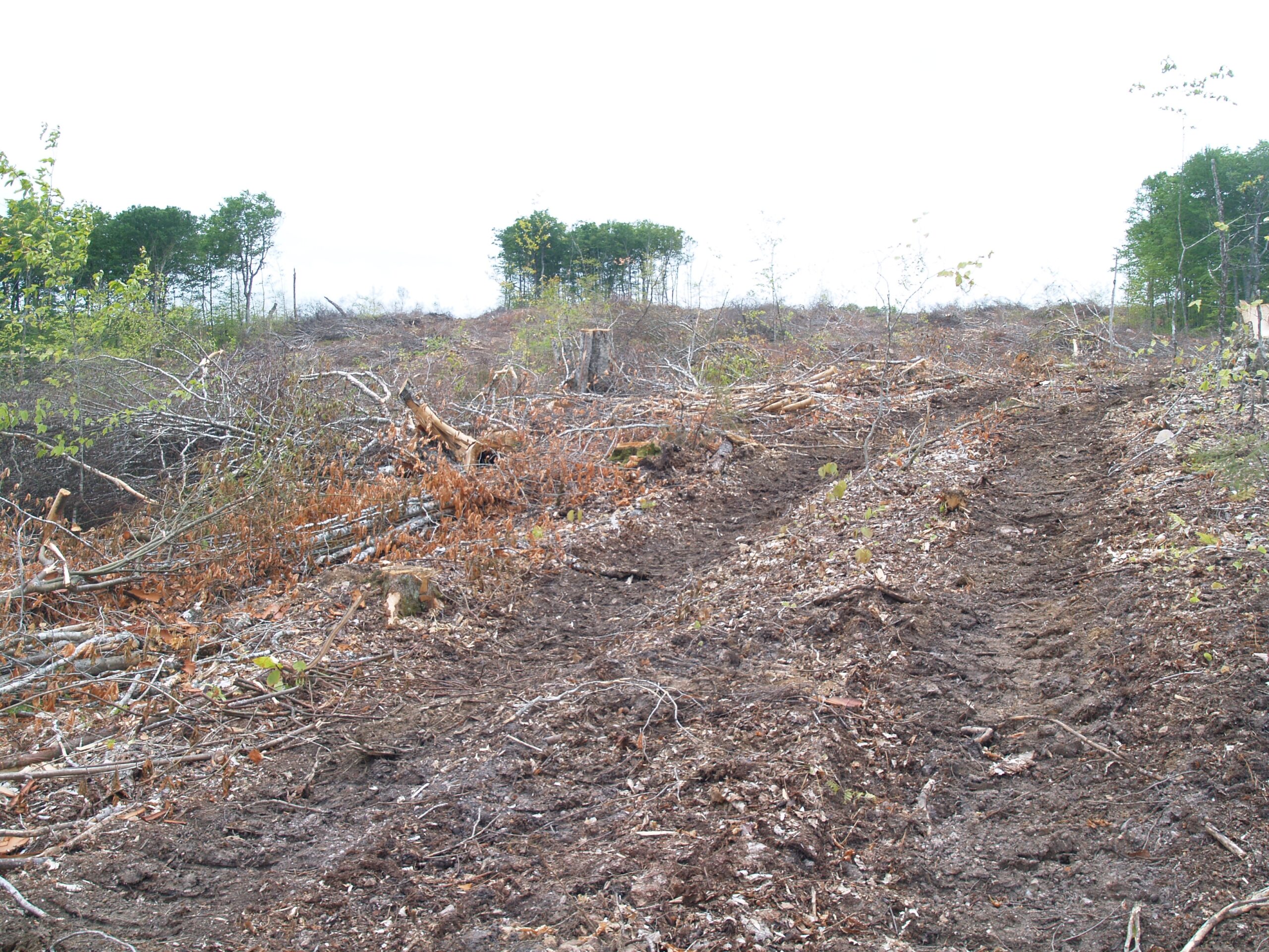 a chewed up landscape with only a few trees standing