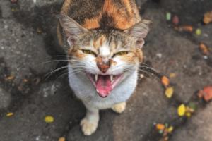 很生气的龟甲色的猫。