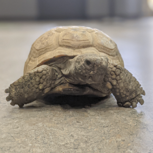 地鼠龟格斯。他看起来不错。